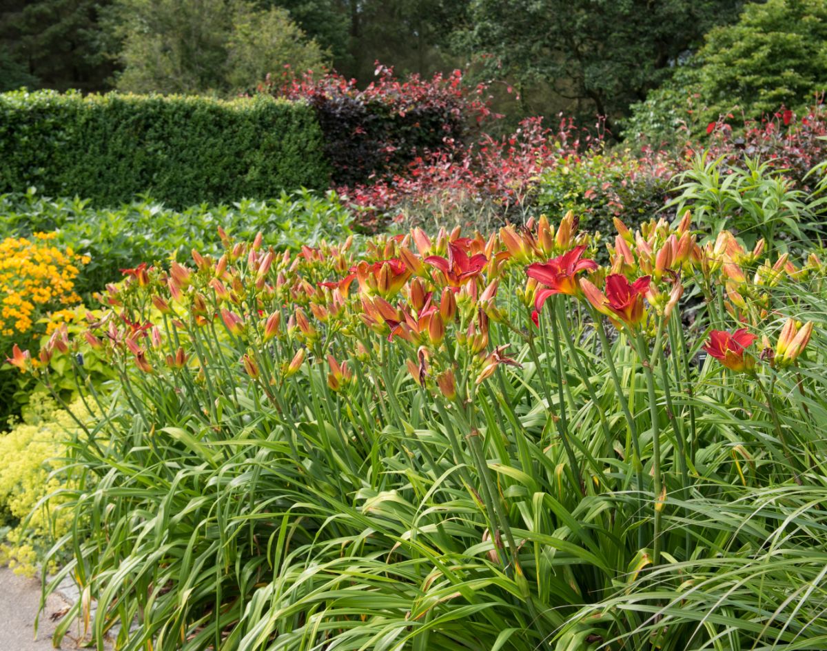 Daylilies coming into full bloom in a border