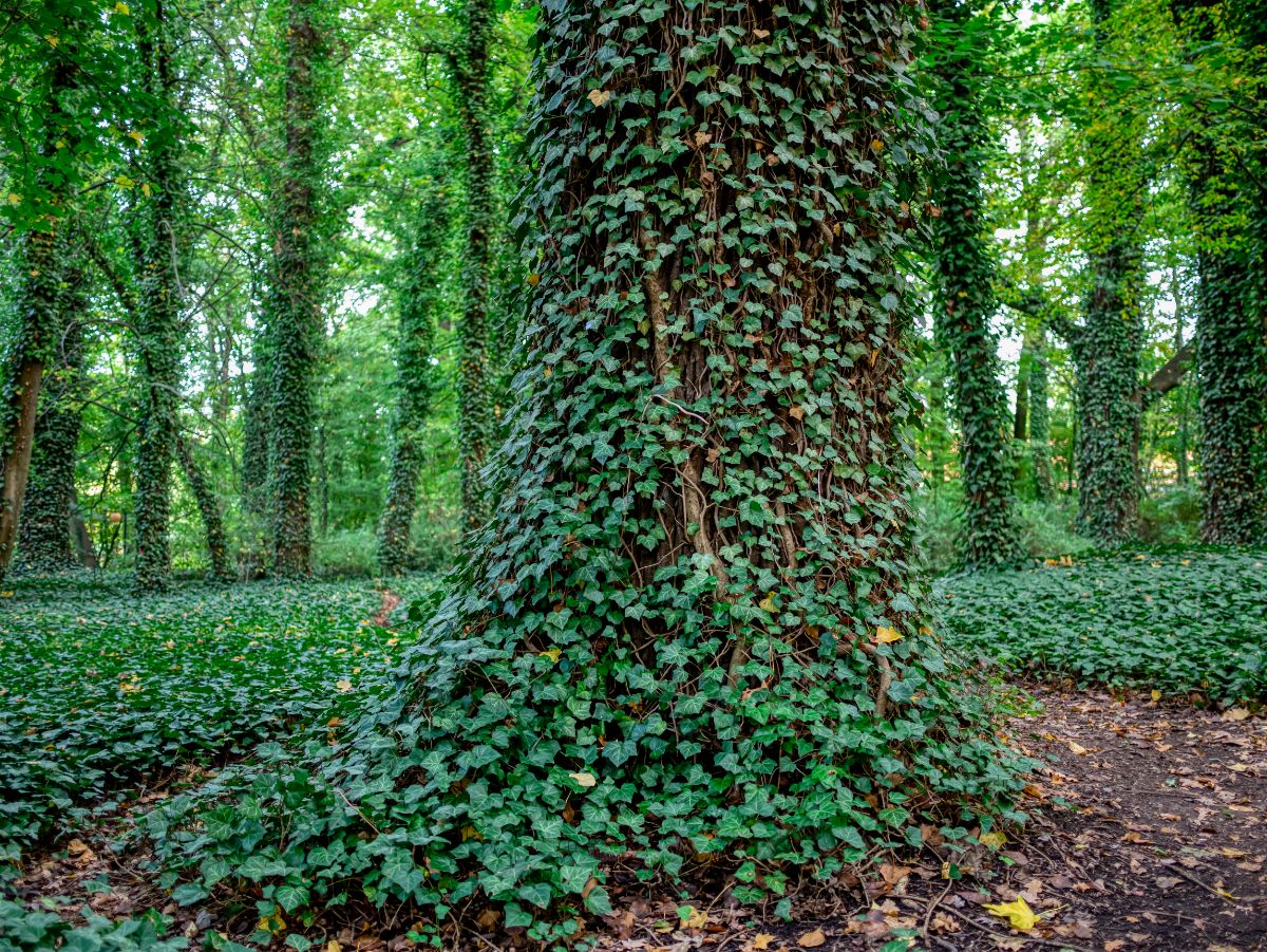 English ivy grown out of control in a forest