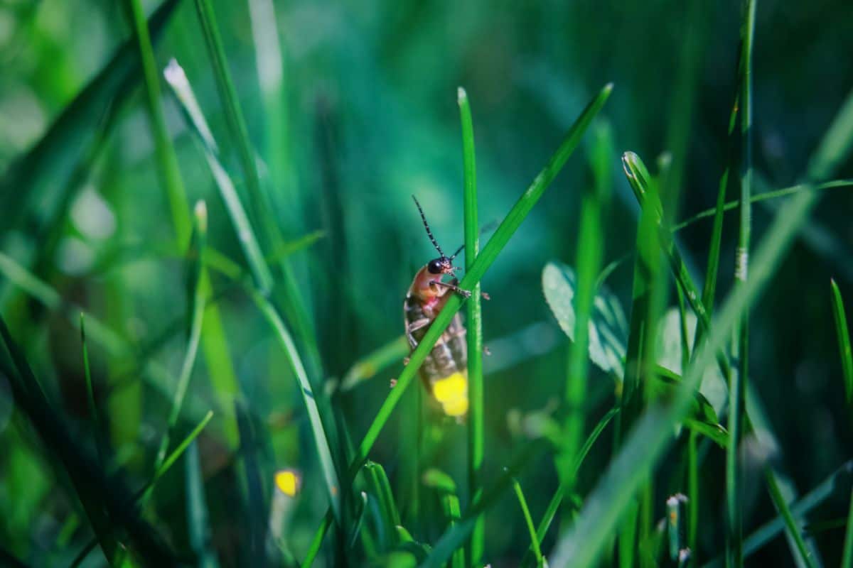 A firefly sheltering in grass during the day