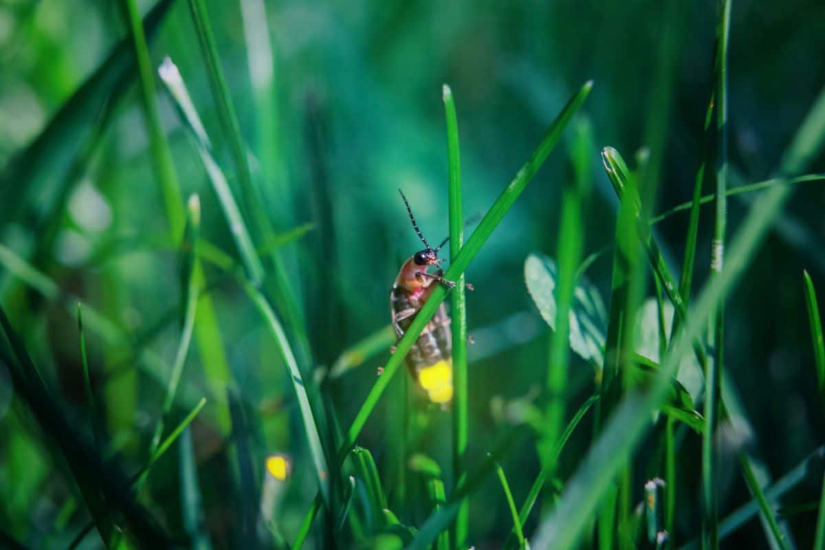 7 Ways to Attract Fireflies to Your Yard - Gardening