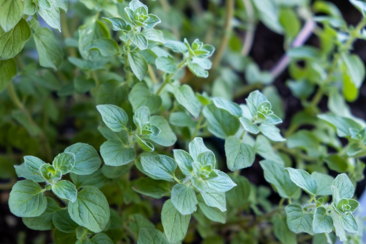 Oregano as a companion plant for cucumbers