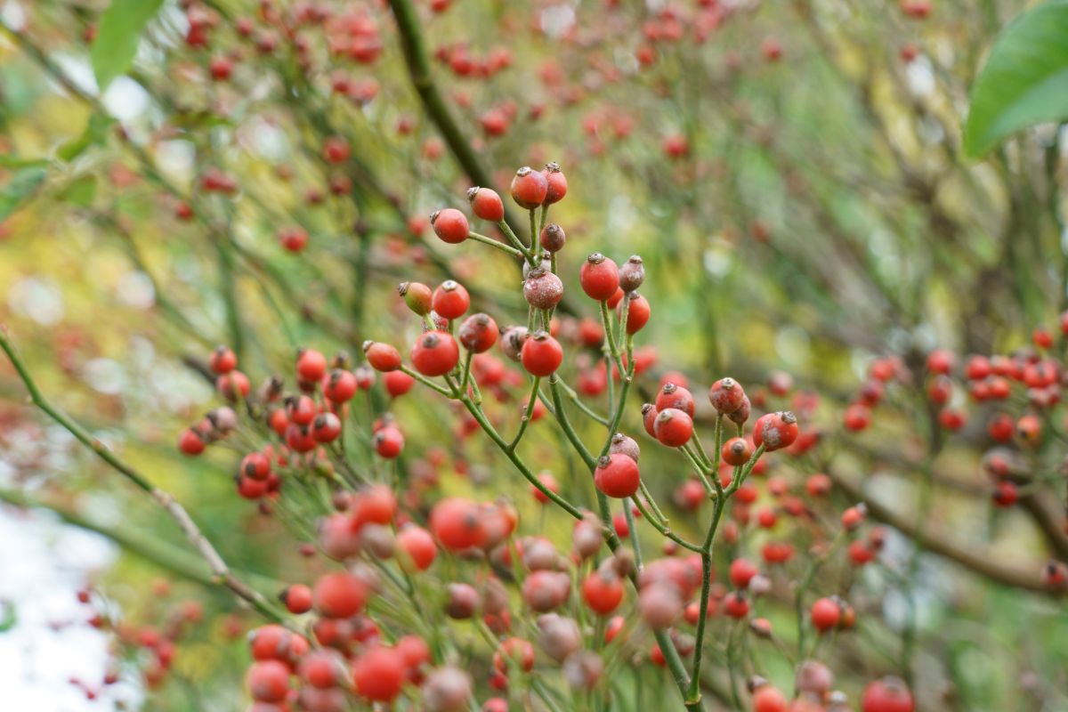 Rose hips on multiflora rose bushes