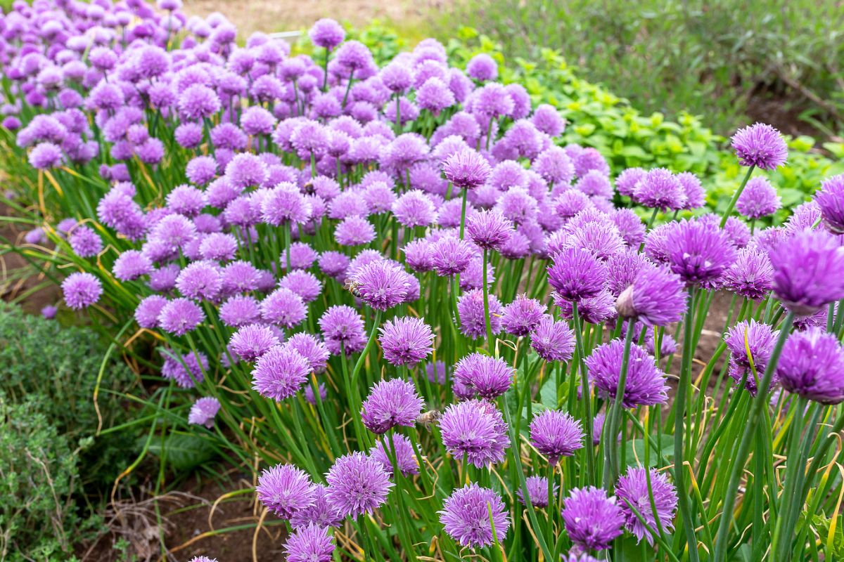 Purple chives in bloom