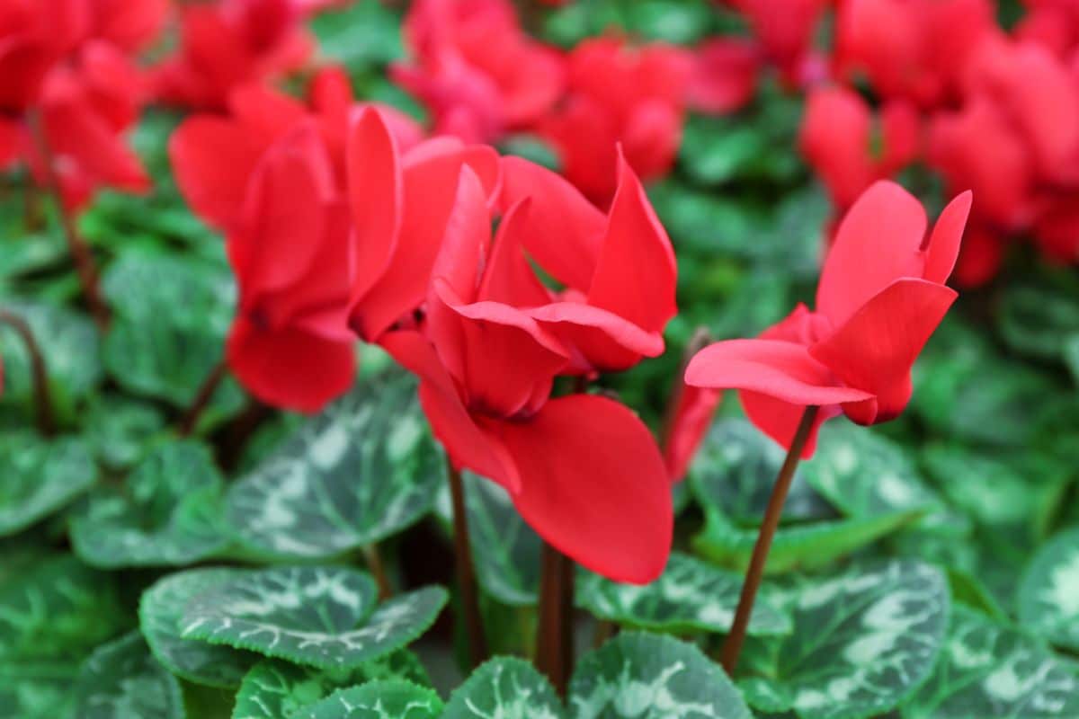 Red flowering cyclamen plant