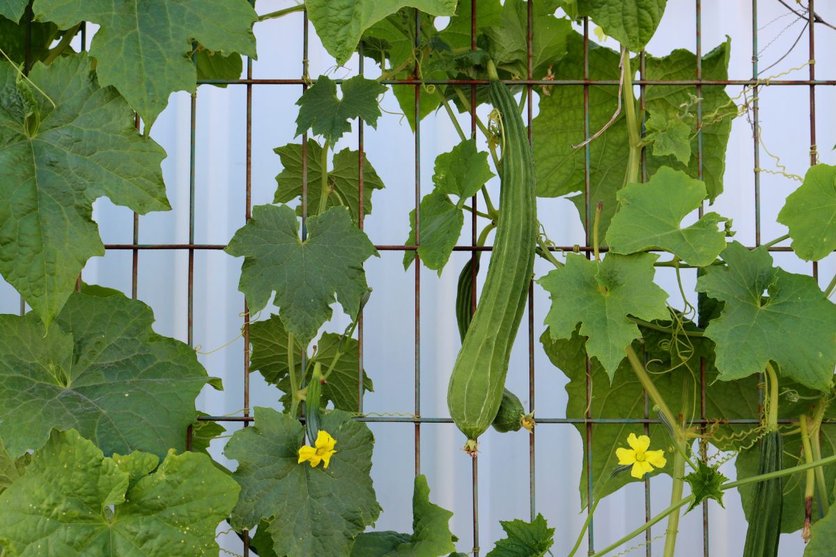 Cucumbers are grown on a trellis on a balcony