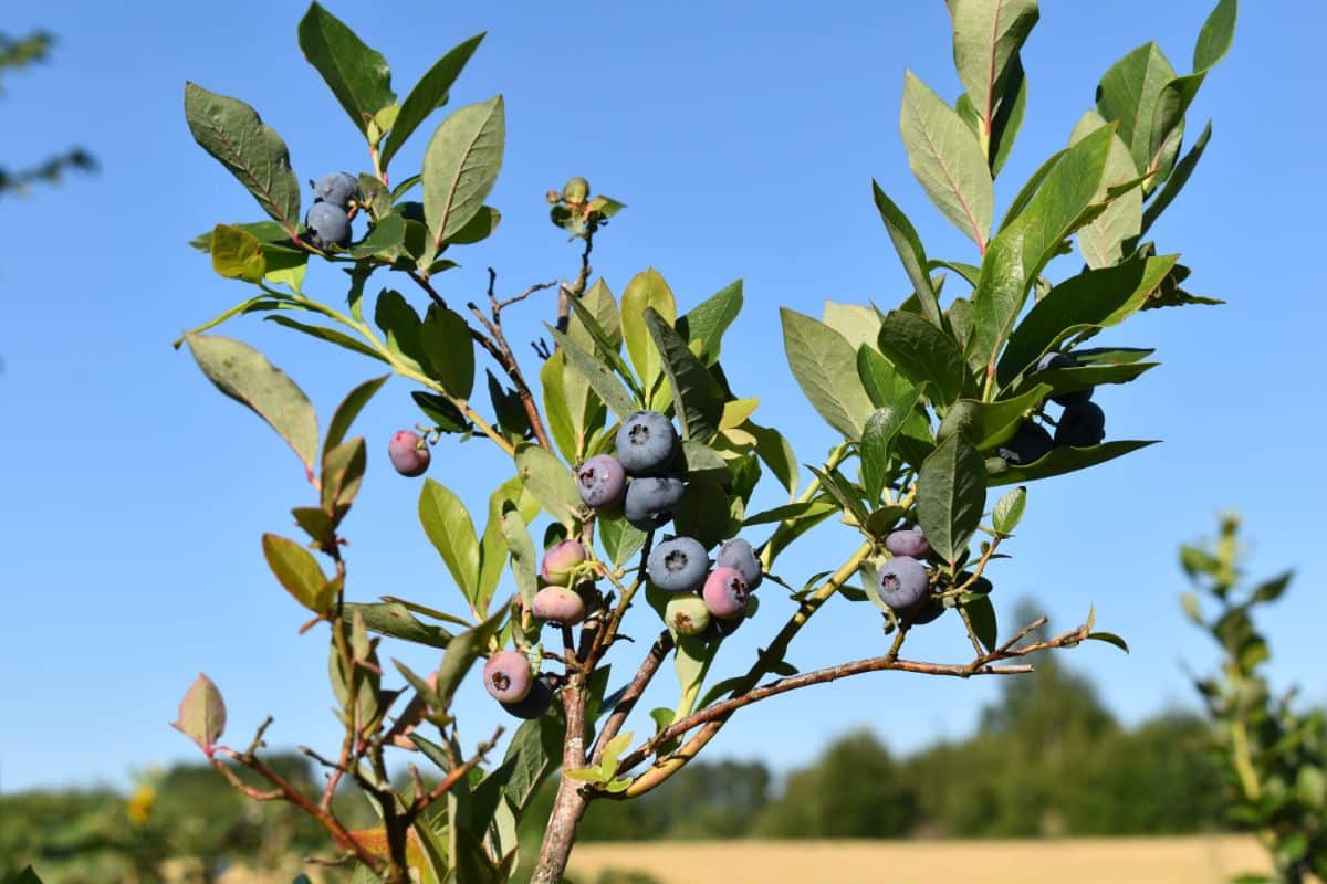 Southern highbush blueberry plant
