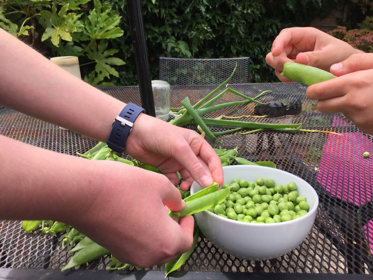 Fresh peas being shelled into a bowl