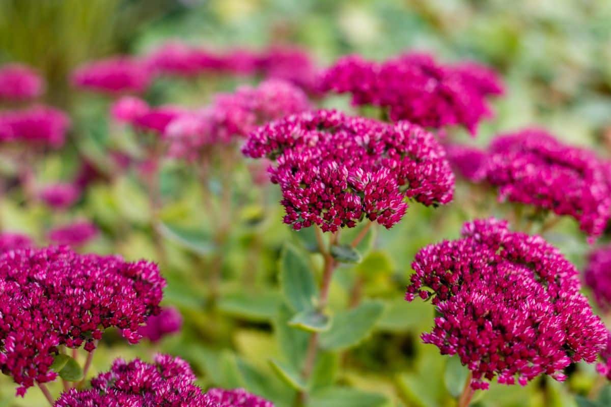 A purple flowering plant for a hellstrip garden