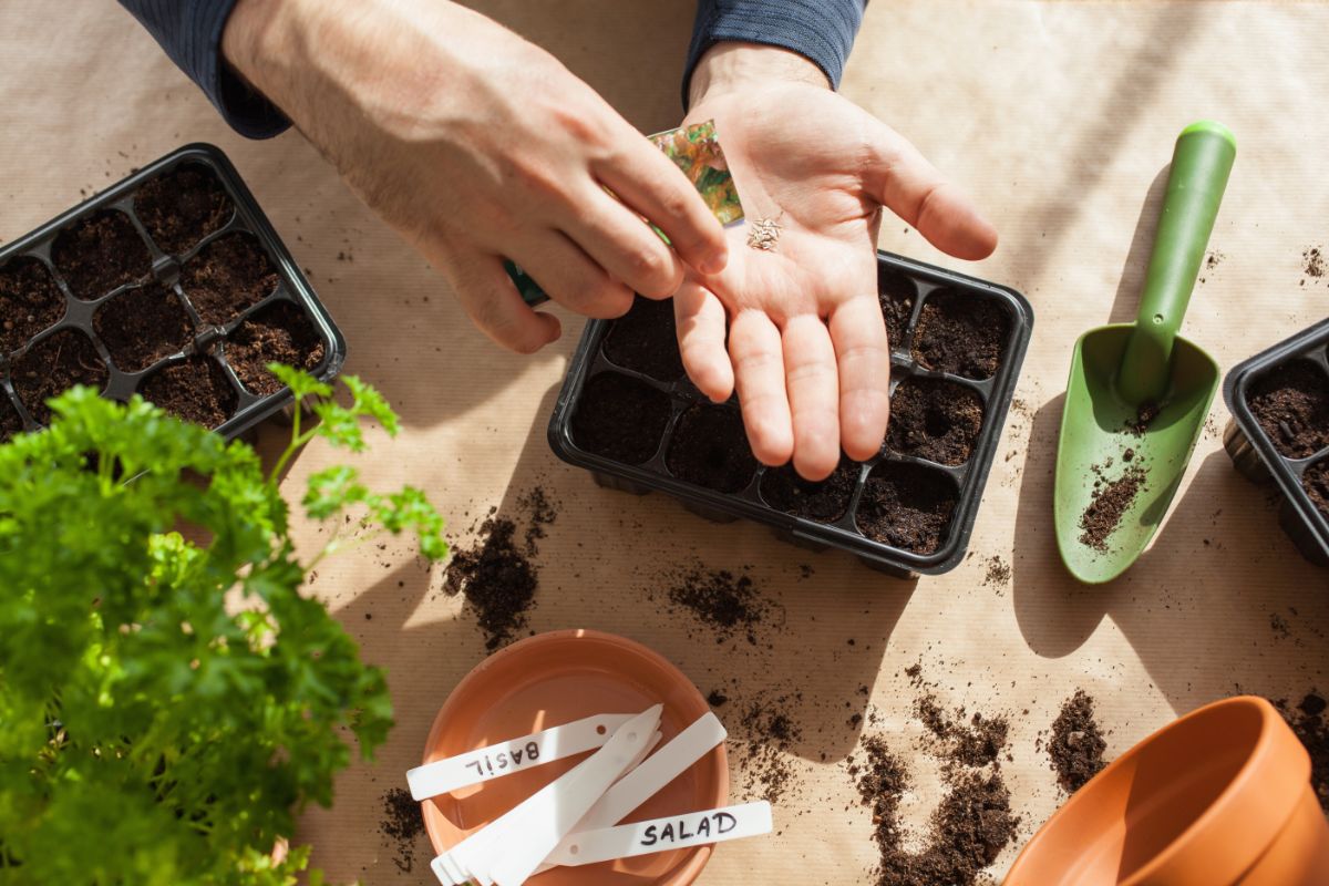 A gardener starting plants from seed