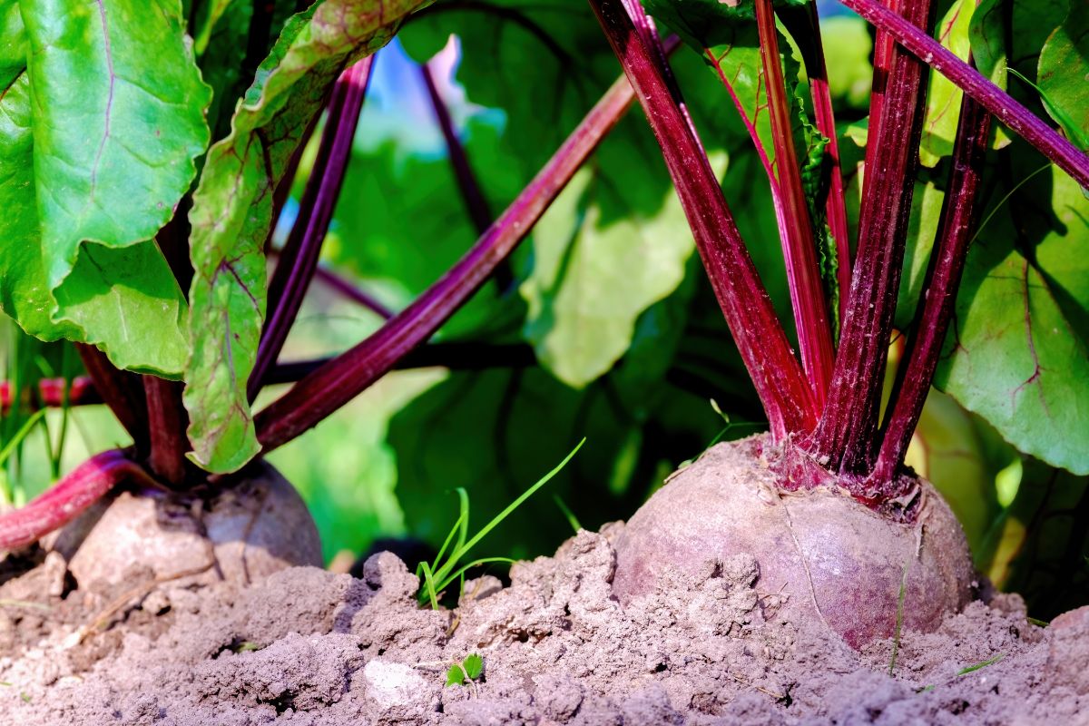 Red beets growing in the ground with cucumbers