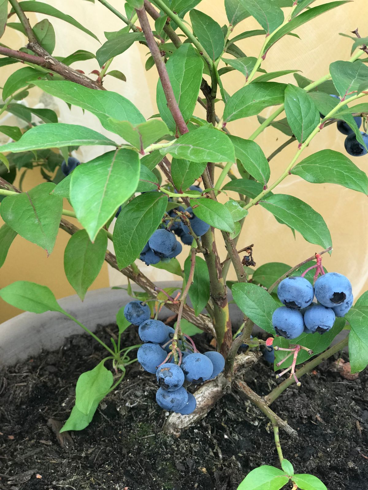 Half high blueberry plant