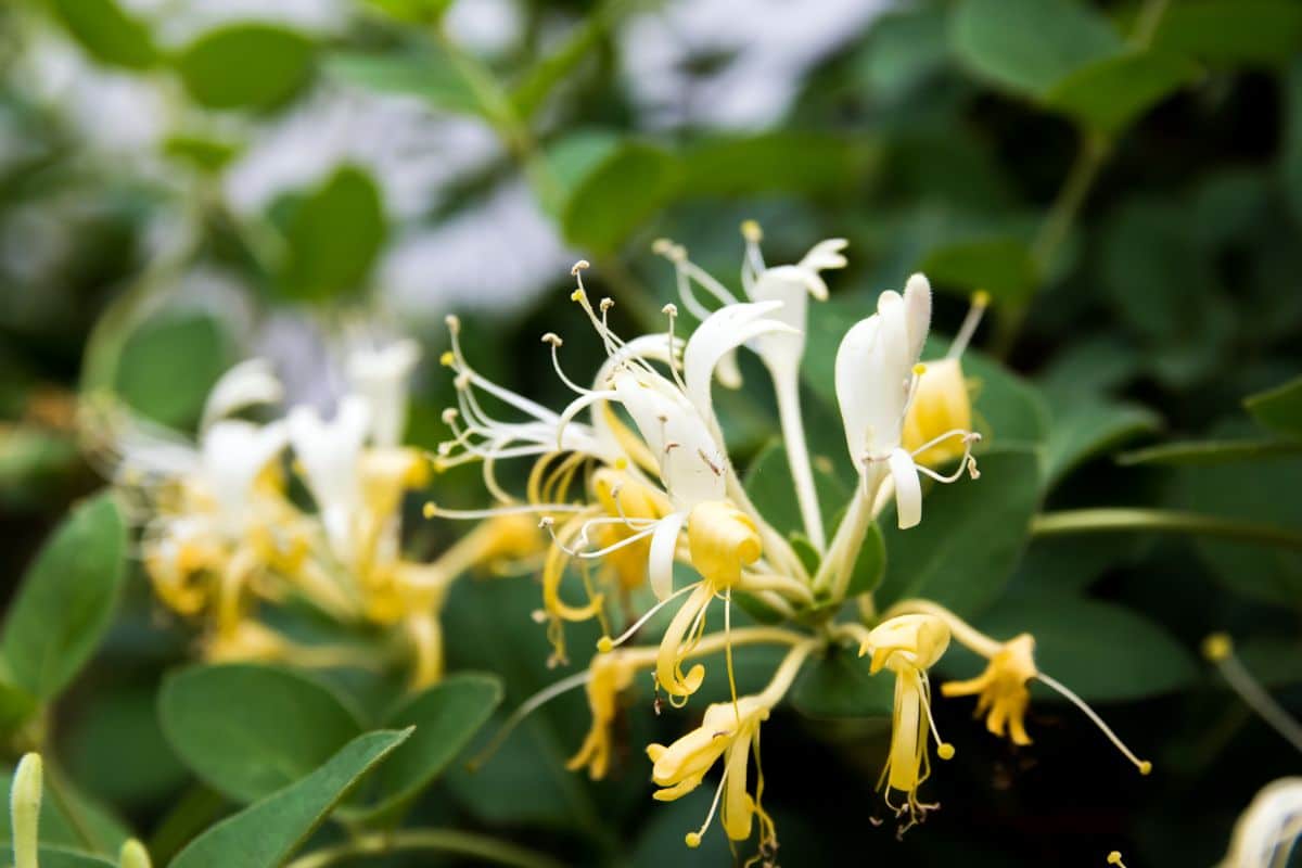 Blooming invasive Japanese honeysuckle