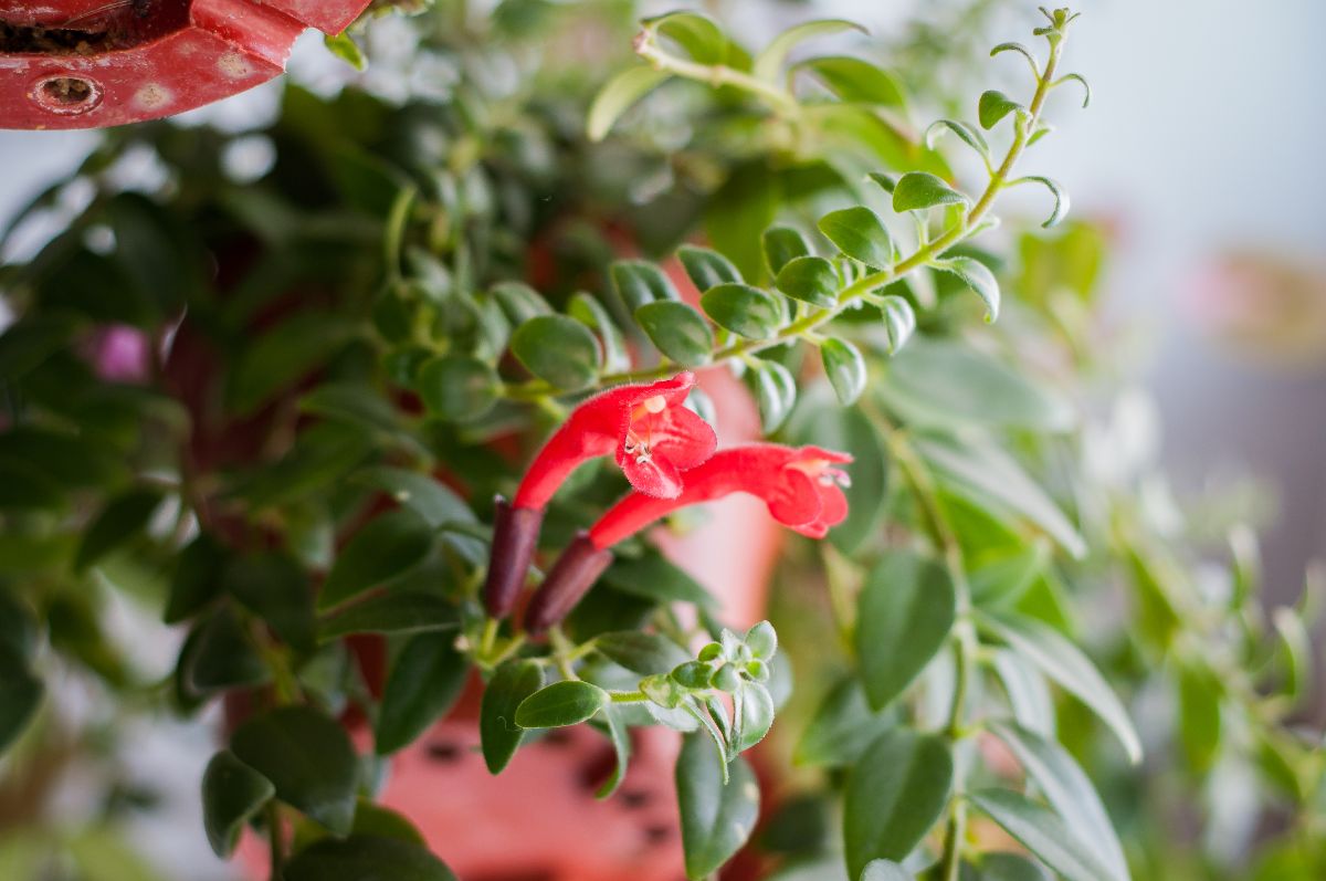 Red-flowering lipstick plant