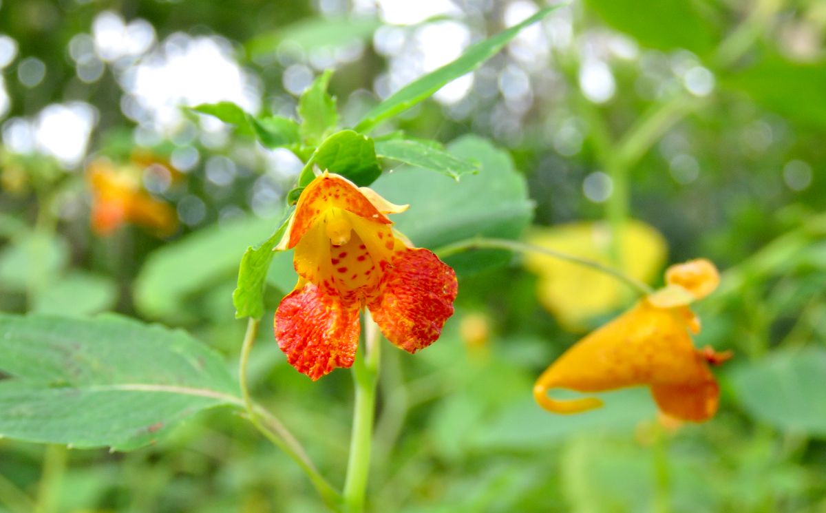 Native jewelweed spreads where multiflora rose was removed