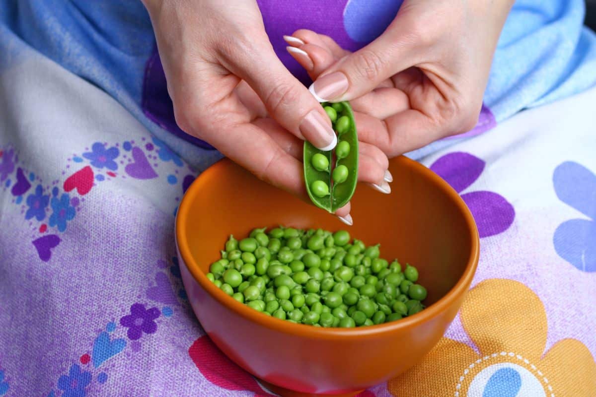 A bowl of fresh peas, all shelled