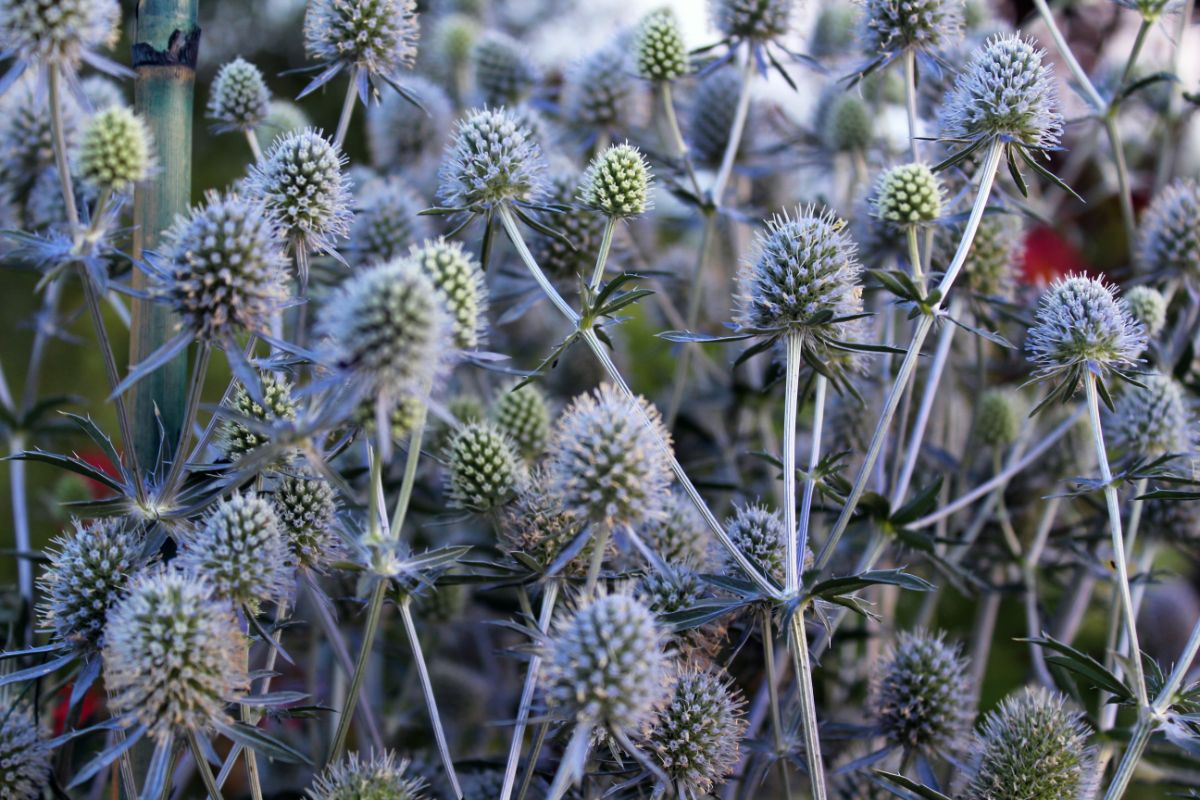 A thorny flowering plant