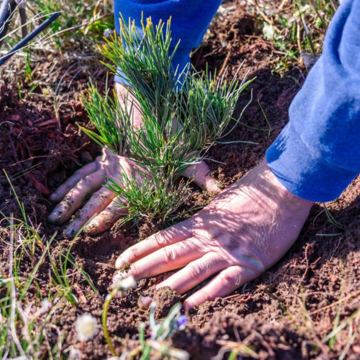 A gardener plants pine tree seedlings in the soil.