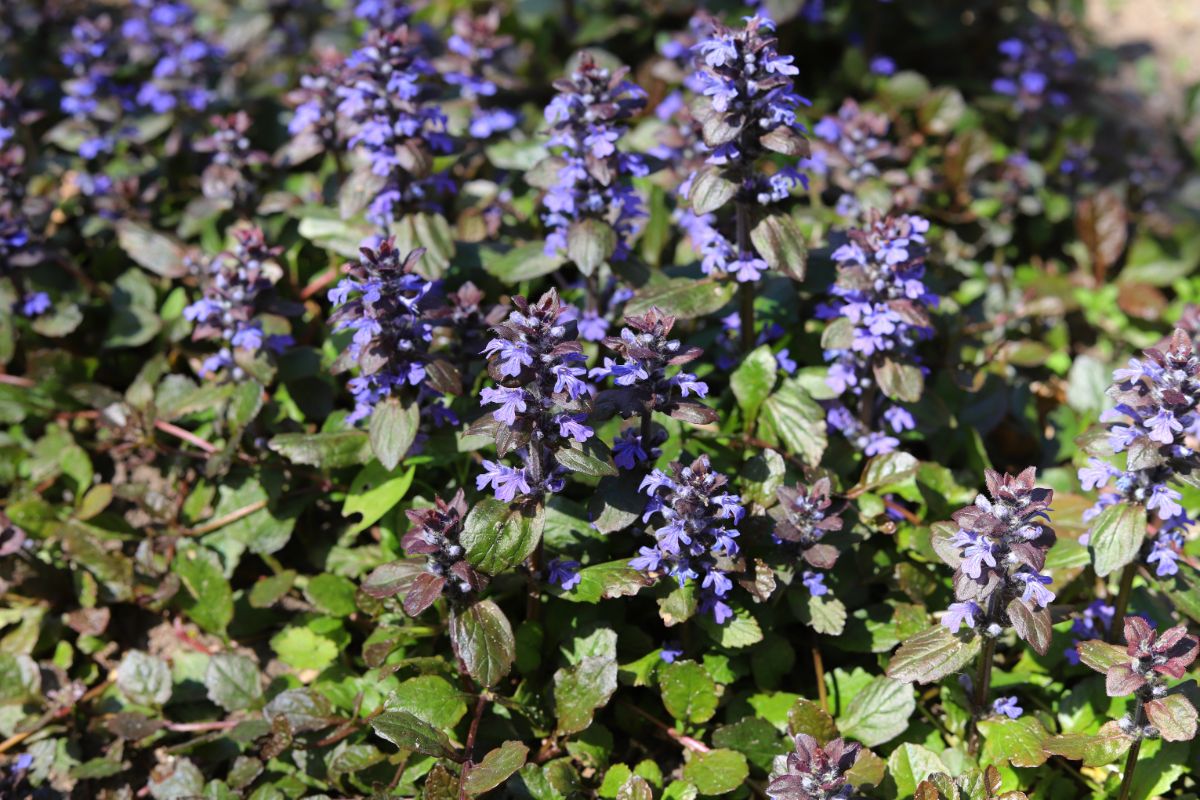 Cheap, Low growing plants in a hellstrip garden