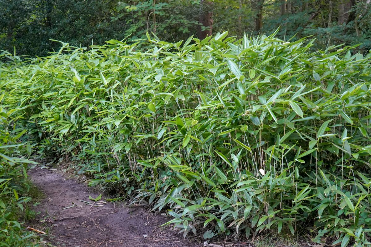 A large growth of bamboo
