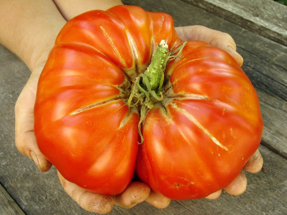 A large beefsteak tomato held in two hands