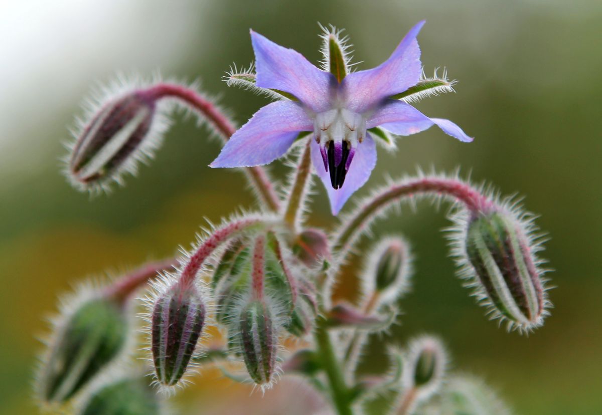 Purple flowering borage
