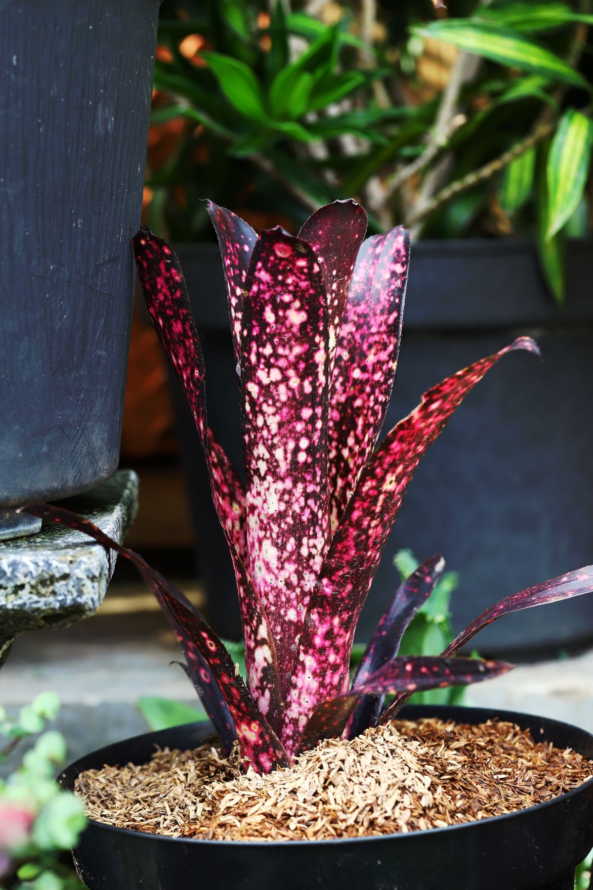 Hallelujah bromeliad plant