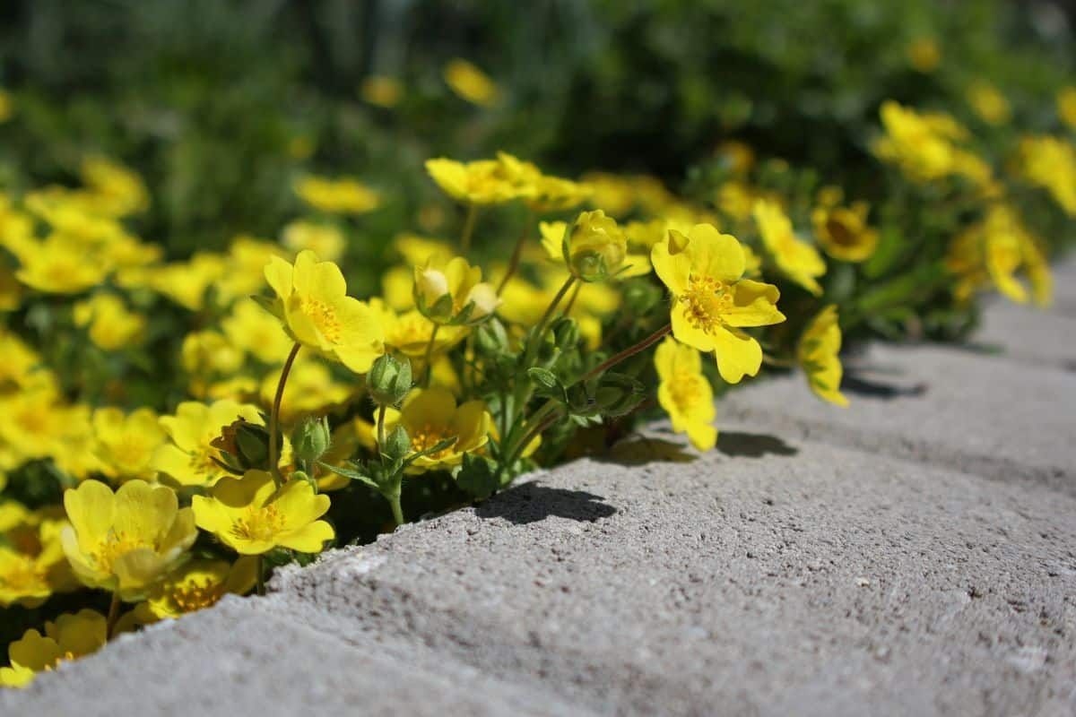 Yellow flowering cinquefoil bordering a cement walk