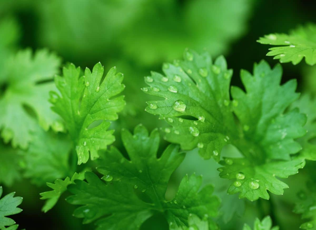Cilantro is watered regularly to prevent bolting