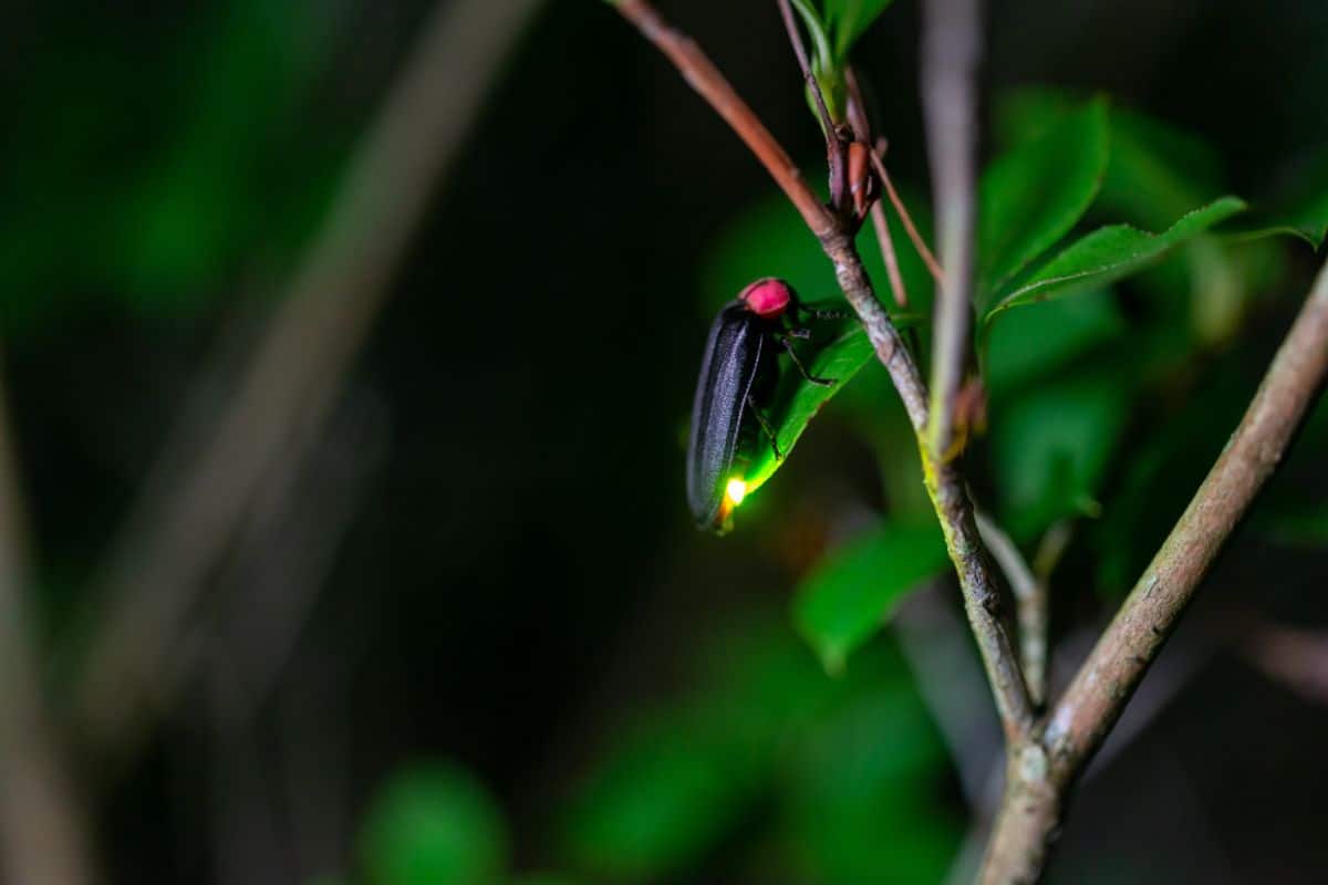 A firefly lights up at night