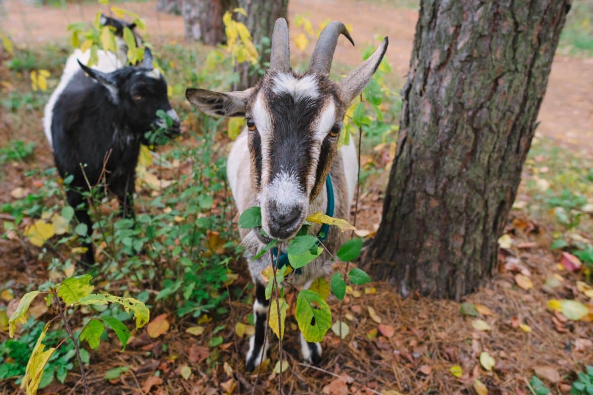 Goats used for natural control of multiflora rose