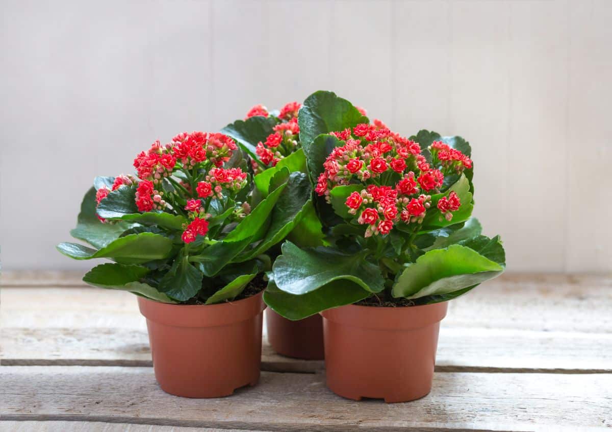 Red flowering kalanchoe plant