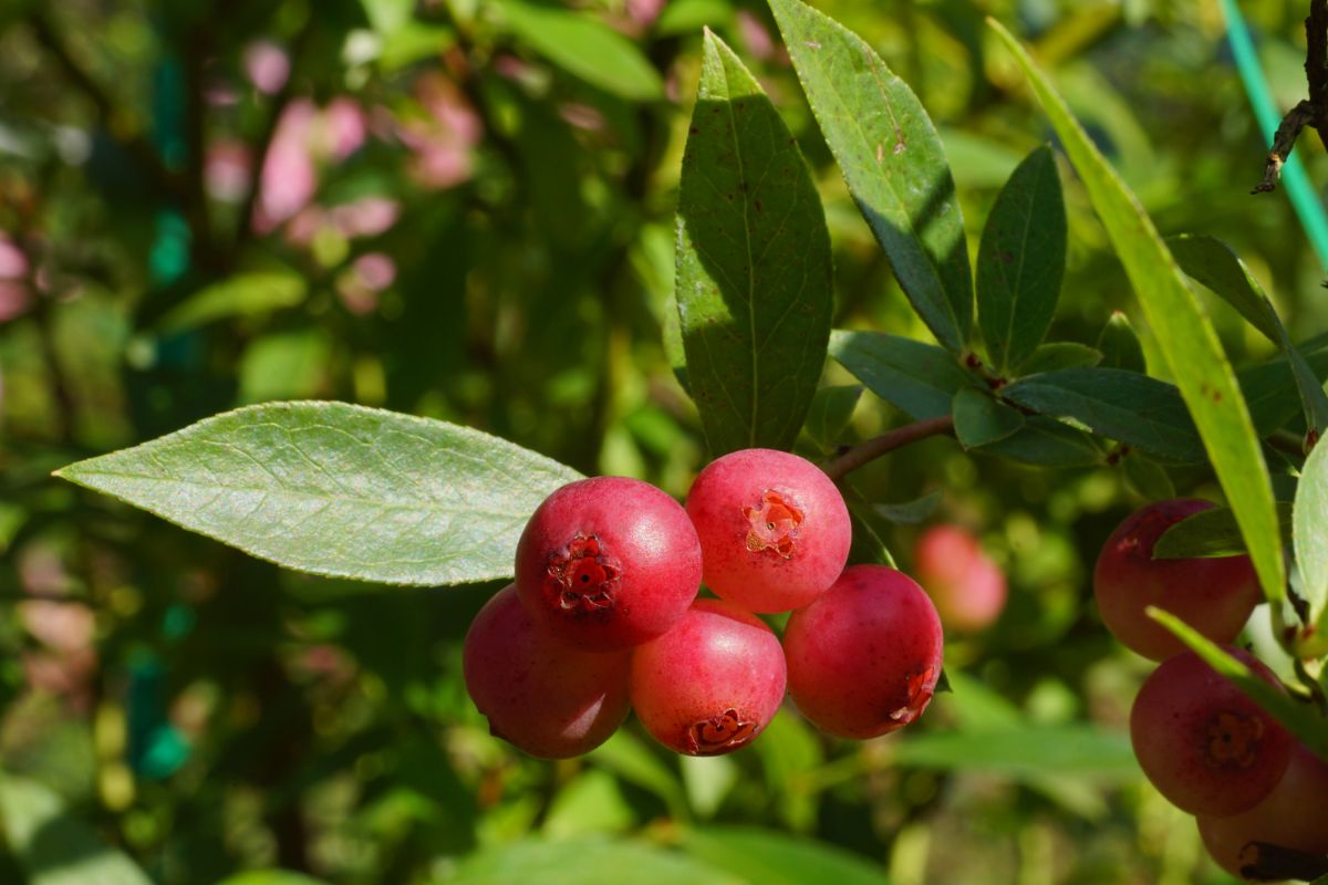 Reddish rabbit eye blueberries