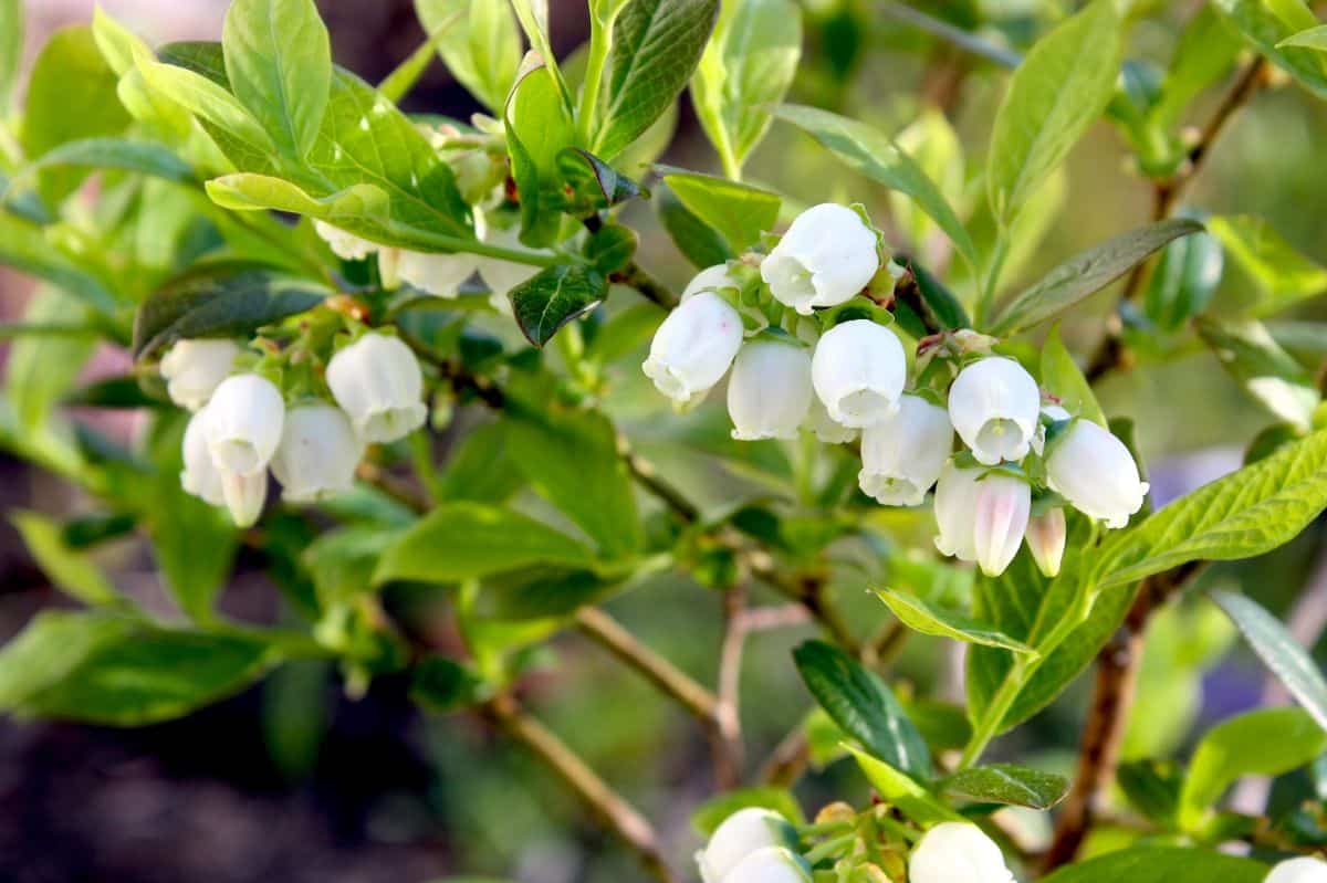 Mid season blueberry bush