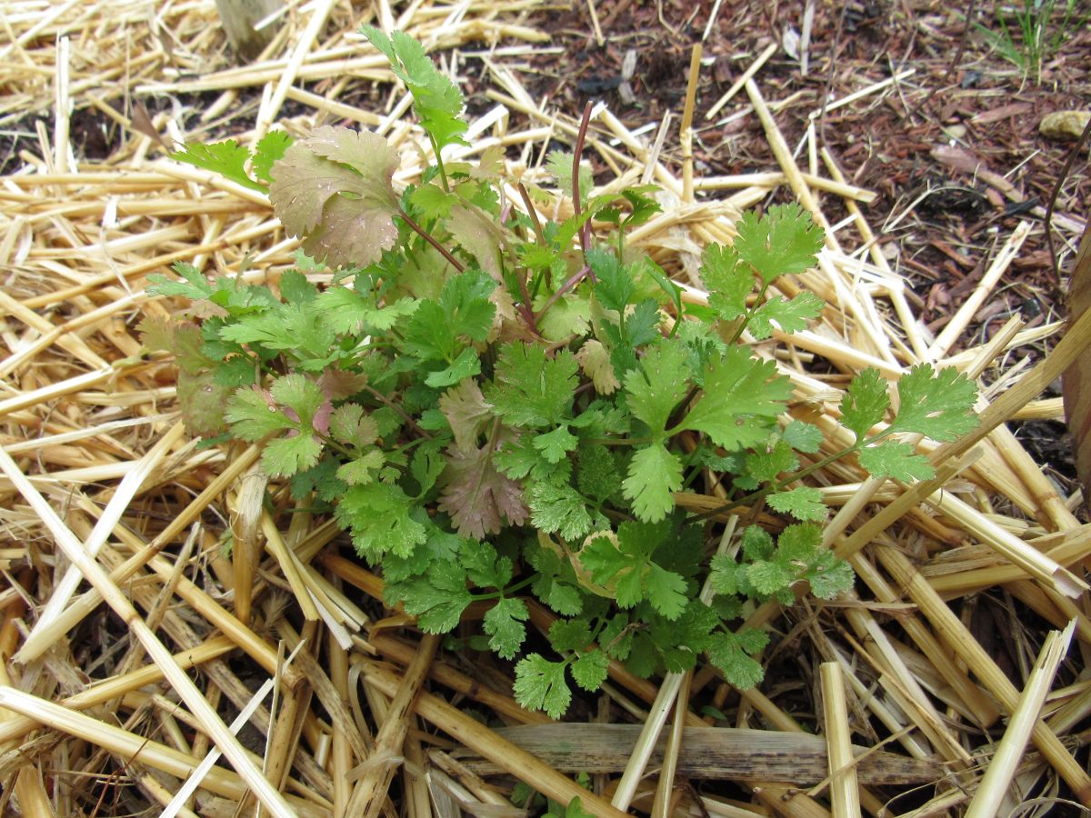 A mulched cilantro plant