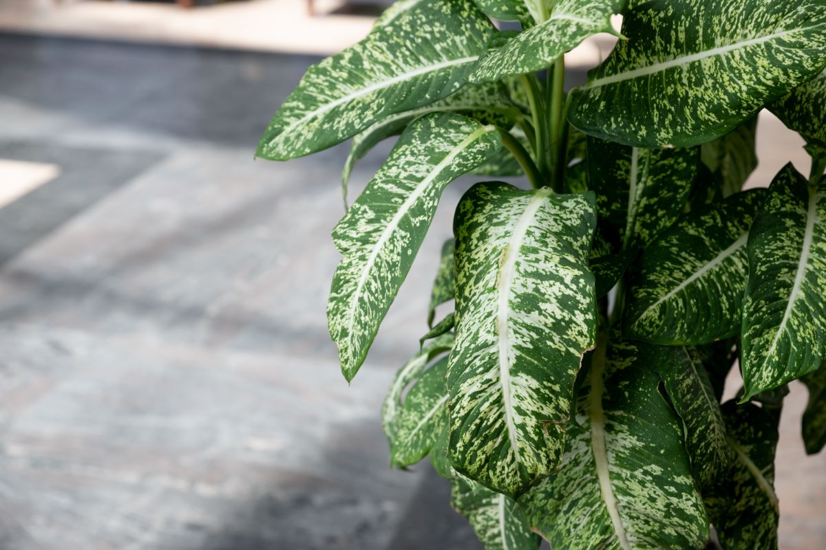 Tiki Dieffenbachia plant