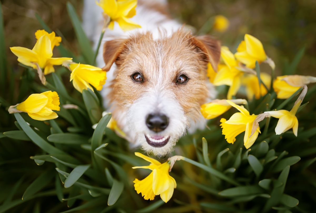 A dog peaks out from behind a yellow daffodil