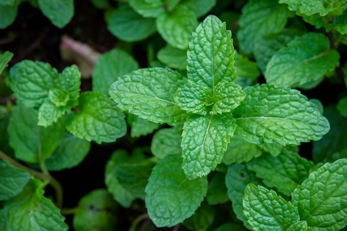 Fresh mint for mint pesto