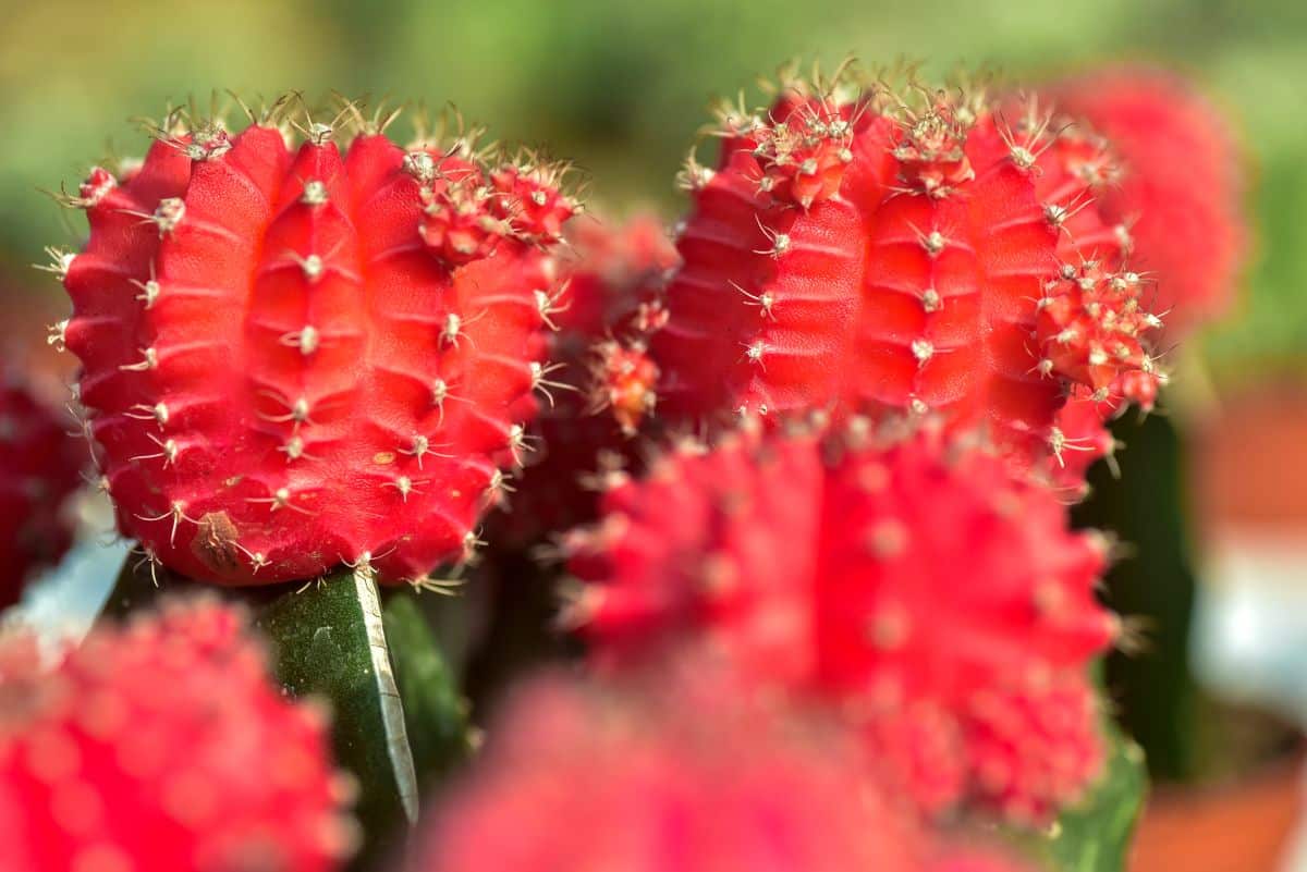 Red topped moon cactus plant