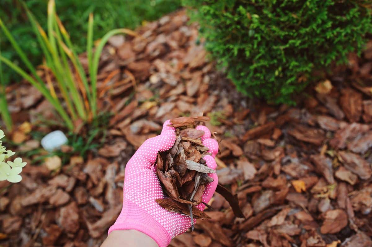 Mulch applied to limit multiflora rose growth