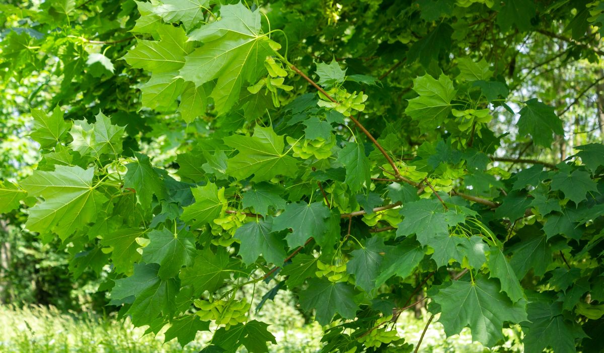 Invasive Norway Maple tree