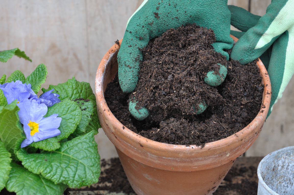 A gardener fills a pot with potting soil