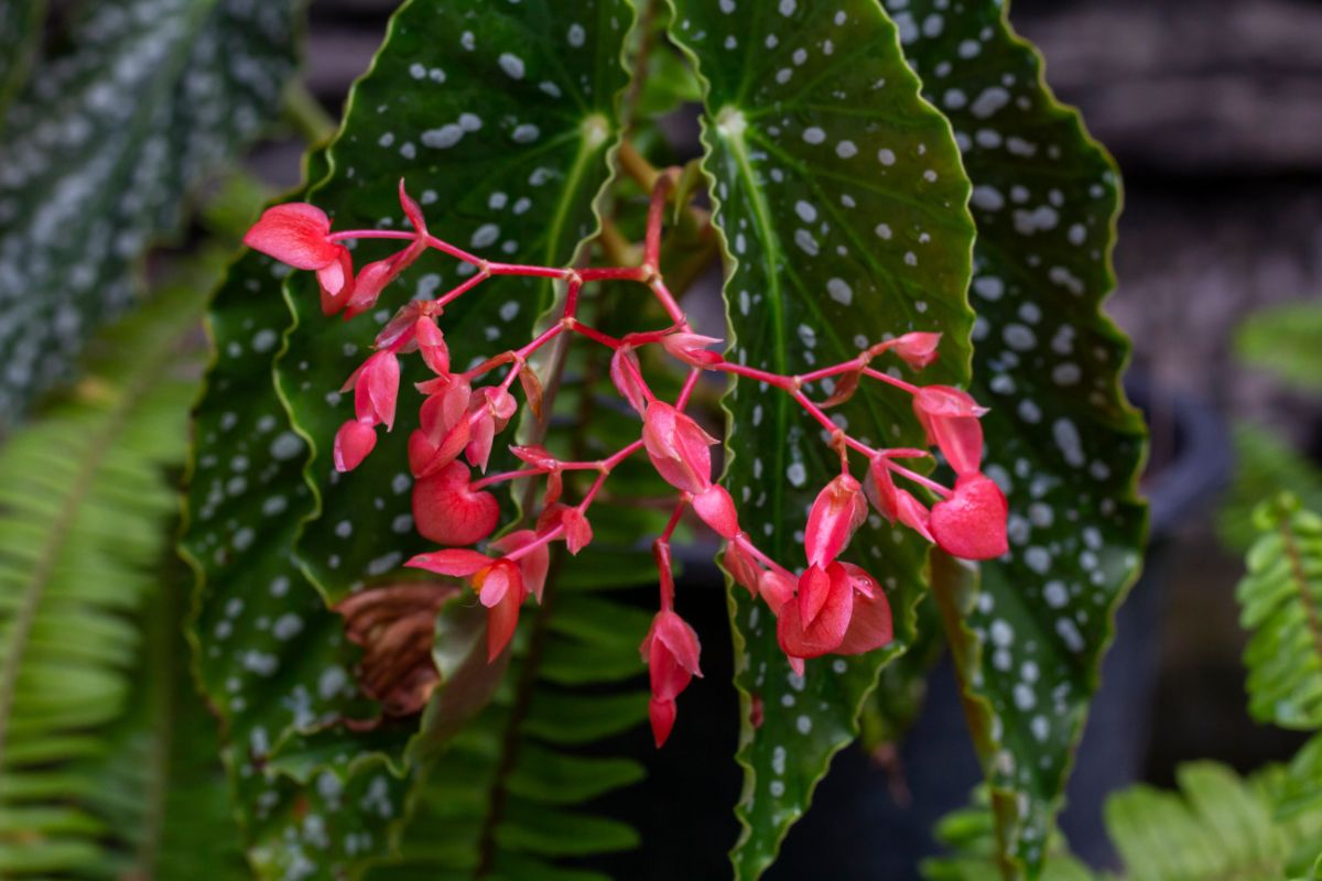 A pink flowering spotted houseplant