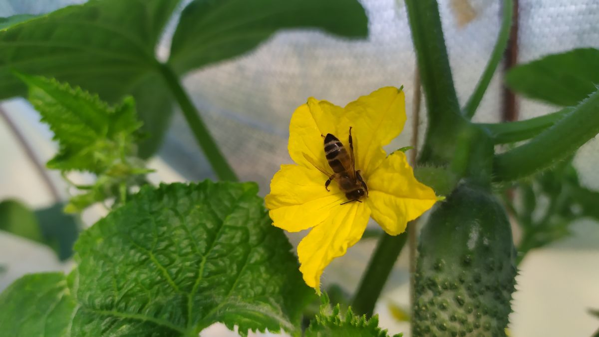 A honeybee on a cucumber flower