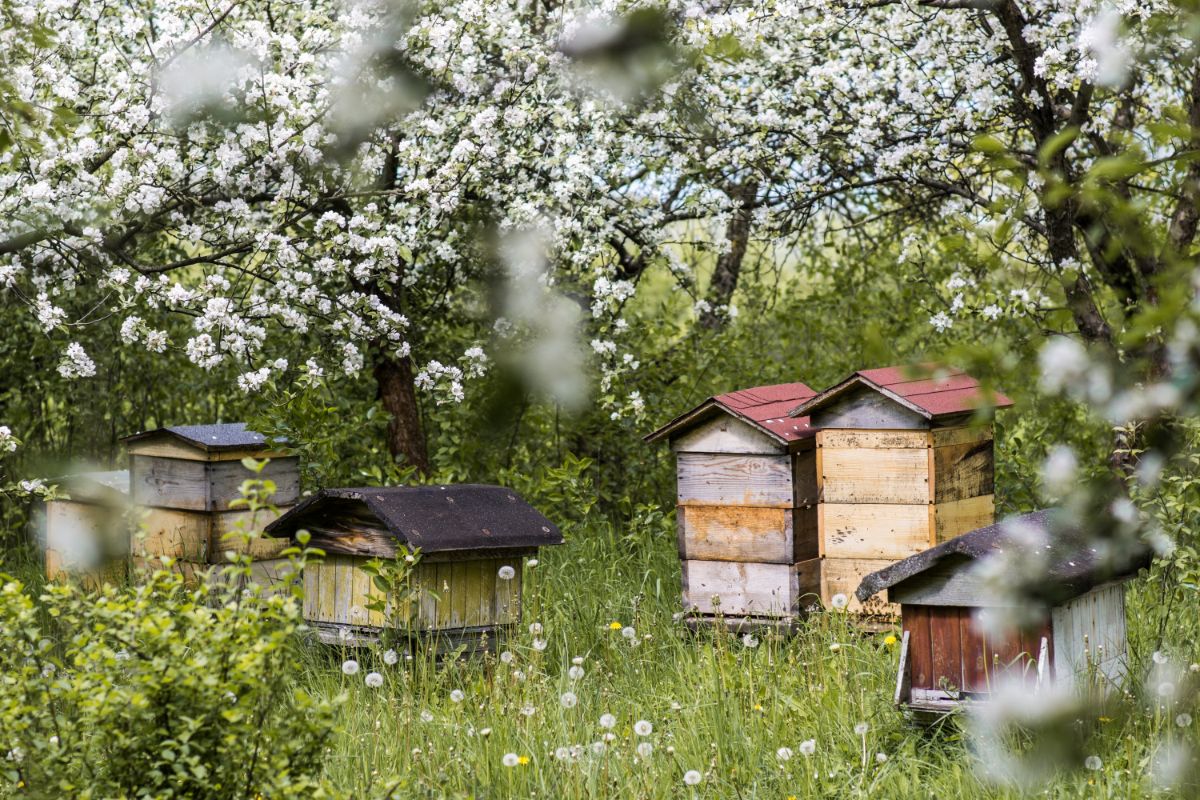 Bee hives housed in an orchard