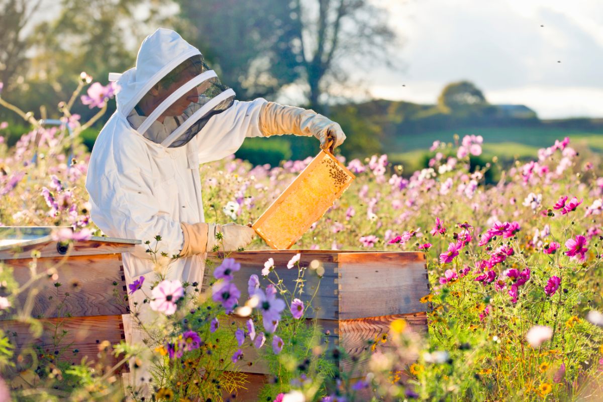 A beekeeper inspecting a frame