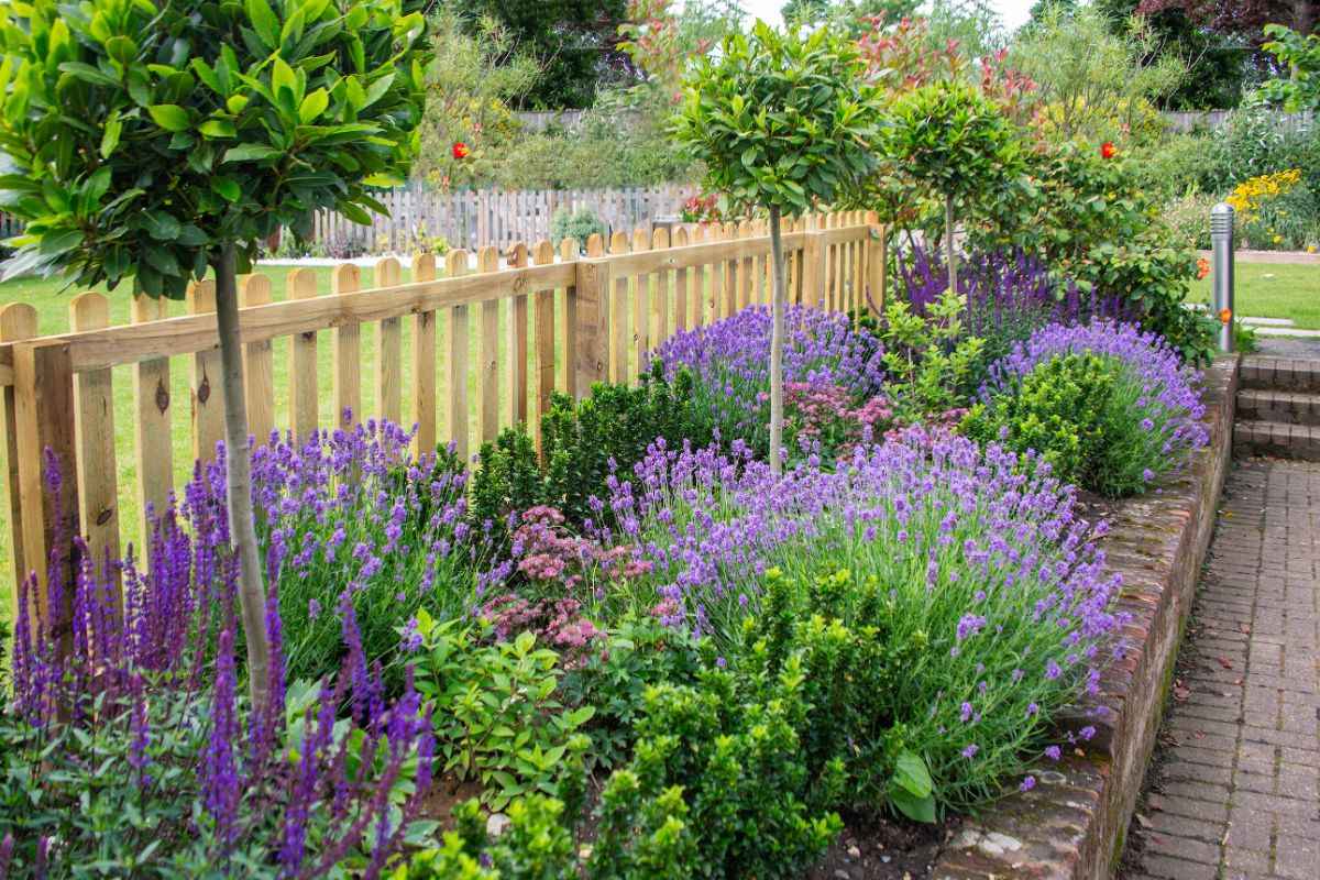 A well-planned border garden along a fence