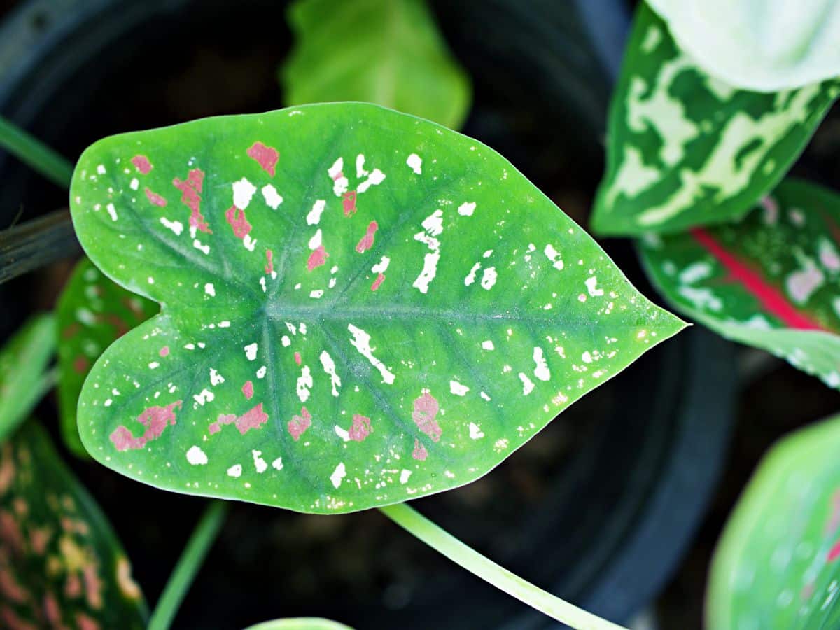 A houseplant with white and pink spots