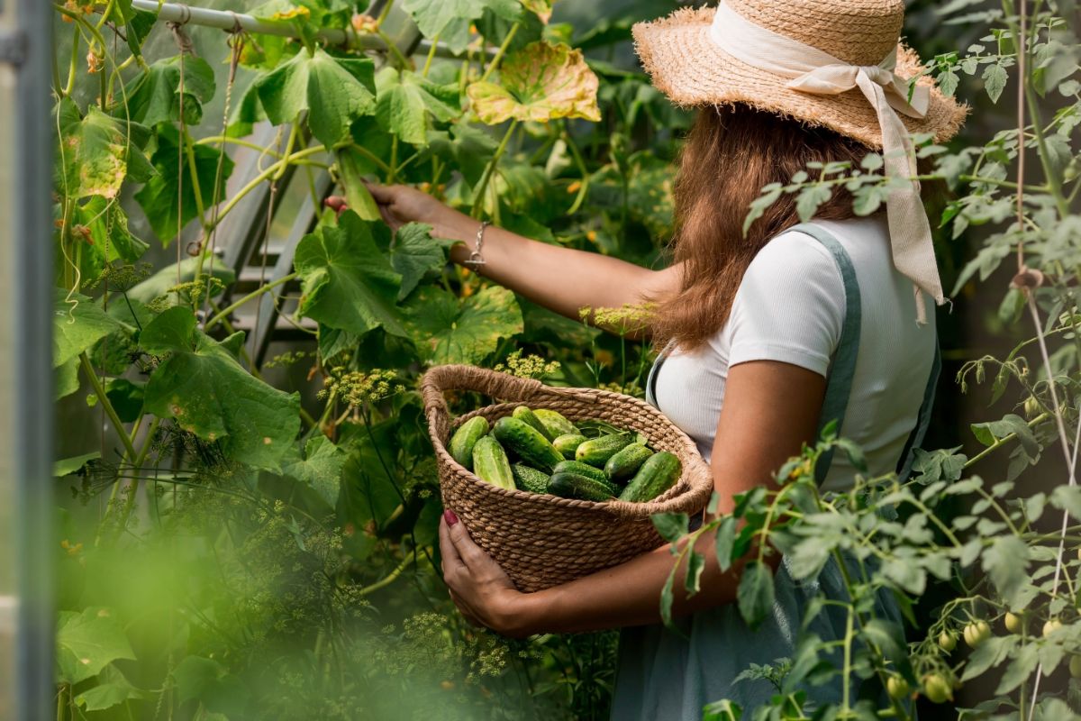 A woman picks cucumbers from a climbing vine