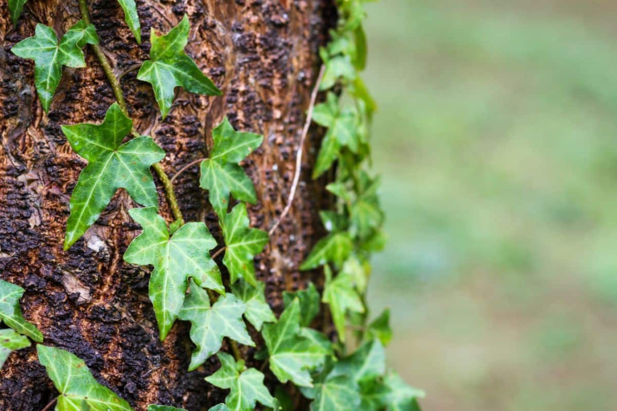 A climbing variety of invasive ivy on a tree