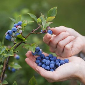 Handpicking organic ripe blueberries.